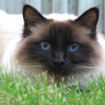 Birman2