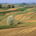 Agricultural Fields on Farm