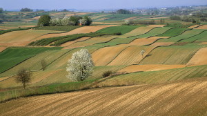 Agricultural Fields on Farm