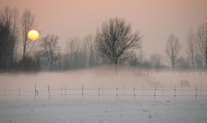 NEBBIA