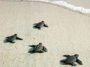 spiaggia dei Conigli 