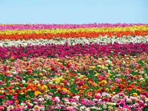 campo-di-fiori_NG2