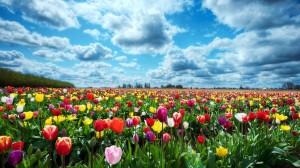 fiori-tulipani