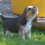 cucciolo-beagle-ulula-alla-luna