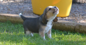 cucciolo-beagle-ulula-alla-luna