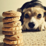 Biscotti per cani