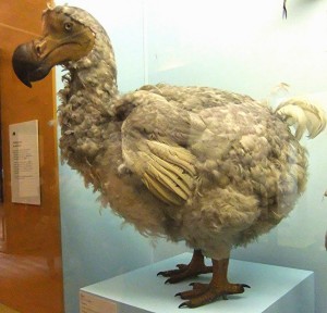 Dodo model, Dr Karl Shuker