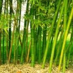 bamboo