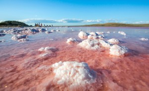 Dunaliella saline nel lago di Retba