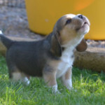 cucciolo-beagle-ulula-alla-luna-300x156