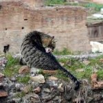 modo di dire, detto romanesco, cosa significa non c'è trippa per gatti, da dove deriva il detto non c'è trippa per gatti