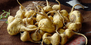 maca-peruviana