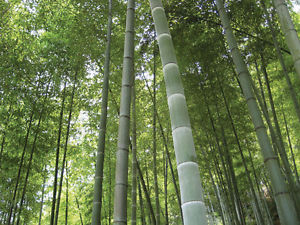 bambù gigante Moso