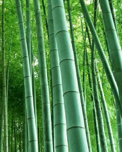 bambùmoso