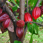 pianta del cacao