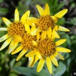 arnica