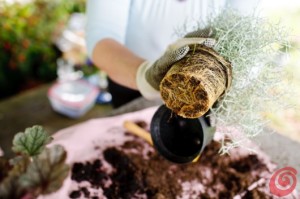 giardino bonsai 3