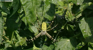 Ragnatela e Argiope su pianta di pomodoro