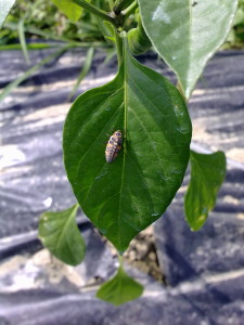  Larva di coccinella