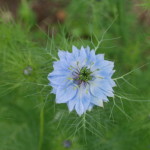 nigella