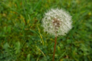 dandelion-1236545_960_720