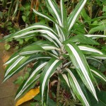 Come riportare le piante in casa dracena fragrans