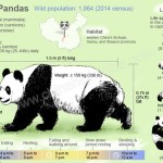 schema di studio sul panda maggiore