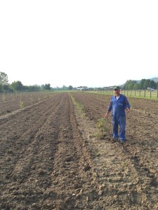 Bambuseto a Primulacco (Udine)