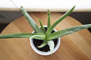 aloe-vera-918662_960_720